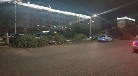 Водитель снес несколько деревьев в Актобе
